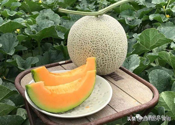 甜瓜种植技术视频