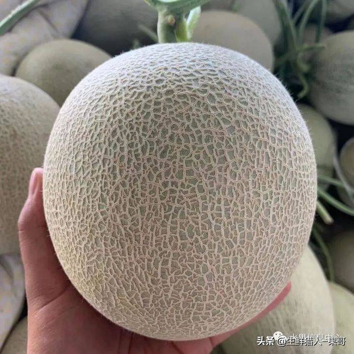 甜瓜种植技术视频