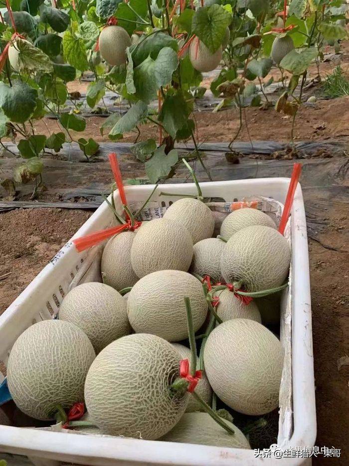 甜瓜种植技术视频