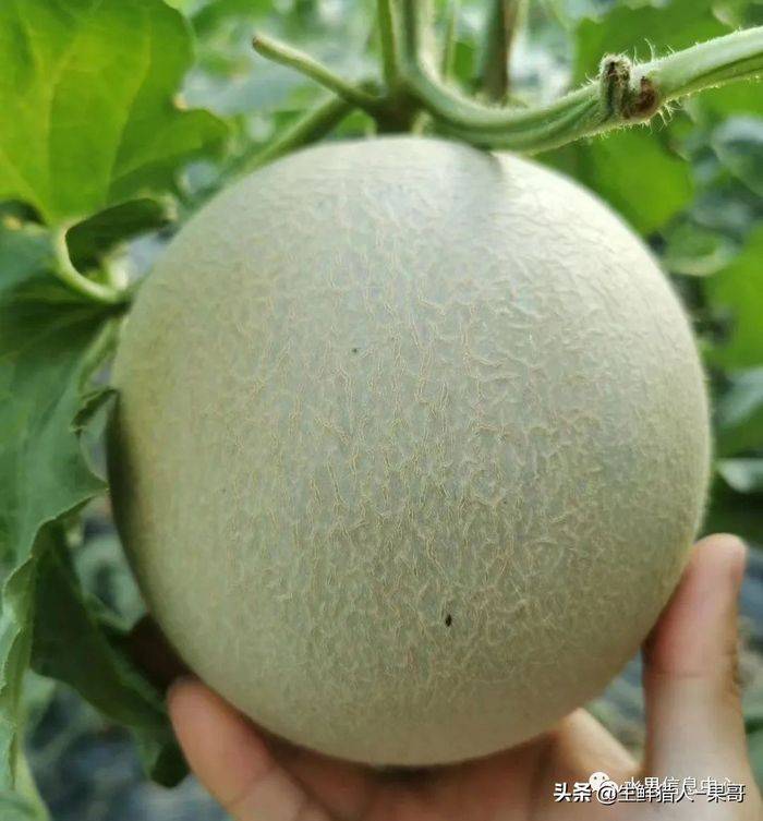甜瓜种植技术视频
