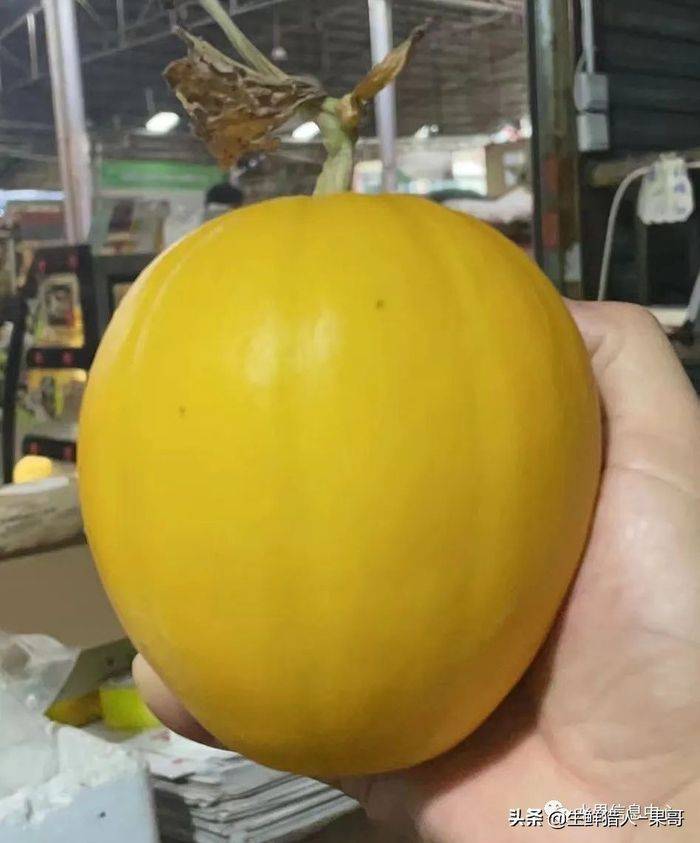 甜瓜种植技术视频
