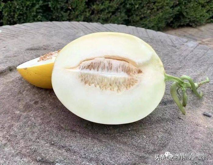 甜瓜种植技术视频