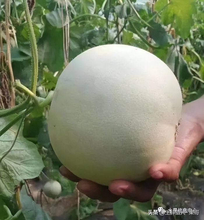 甜瓜种植技术视频