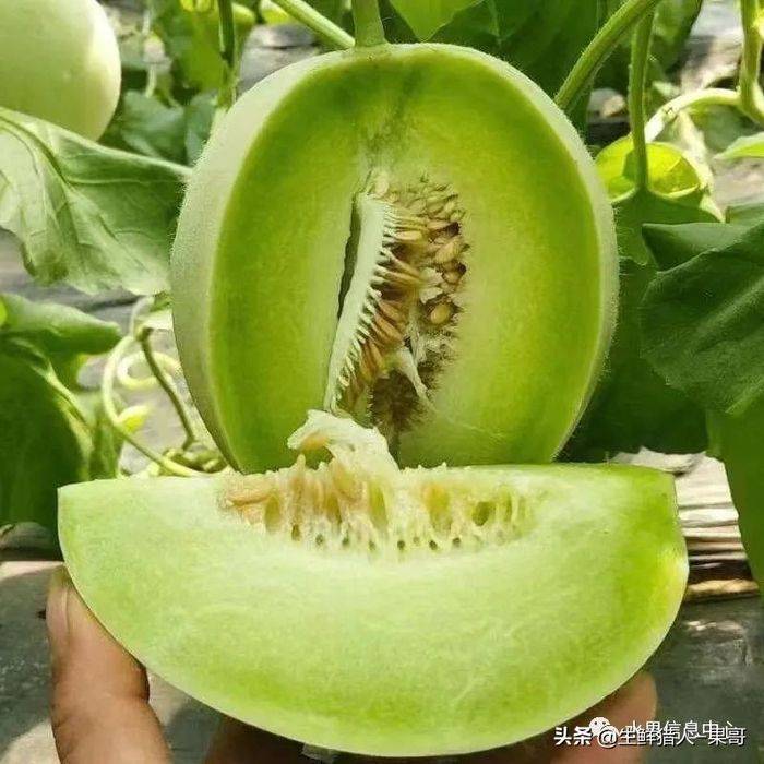 甜瓜种植技术视频