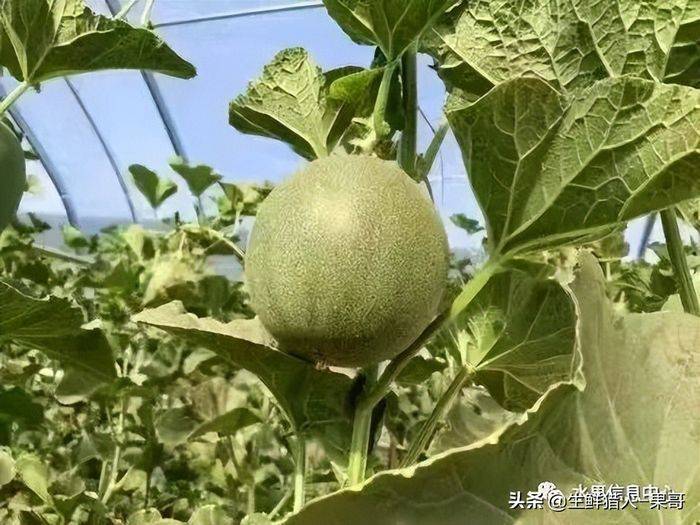 甜瓜种植技术视频