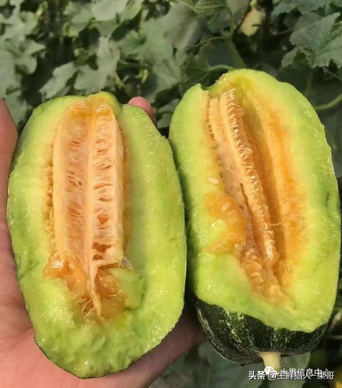 甜瓜种植技术视频
