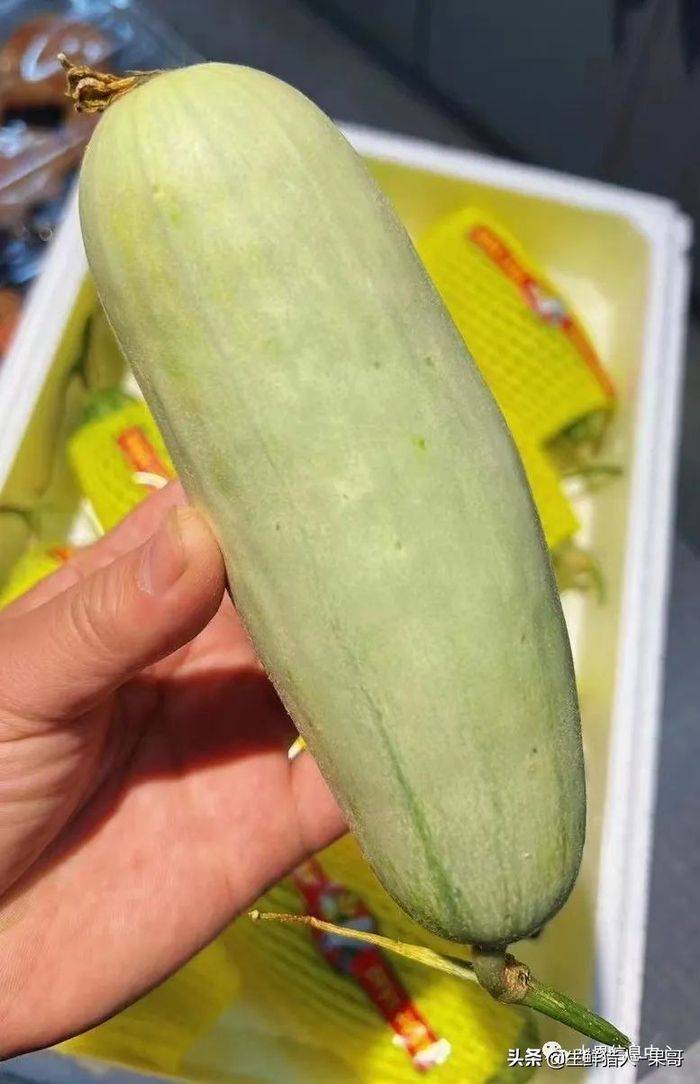 甜瓜种植技术视频