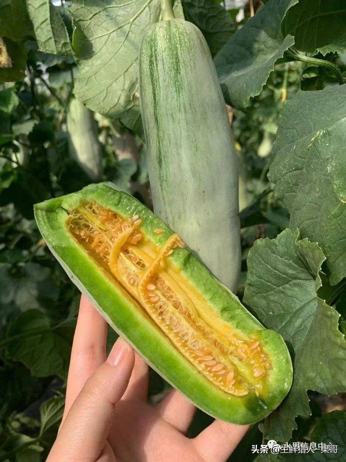 甜瓜种植技术视频