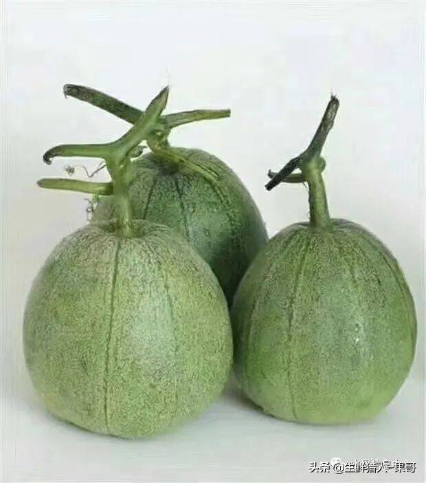 甜瓜种植技术视频