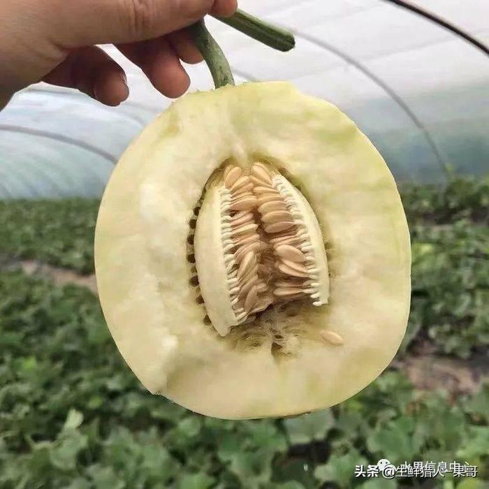 甜瓜种植技术视频