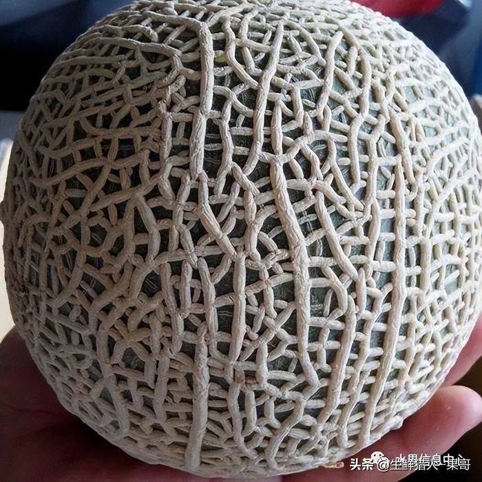 甜瓜种植技术视频