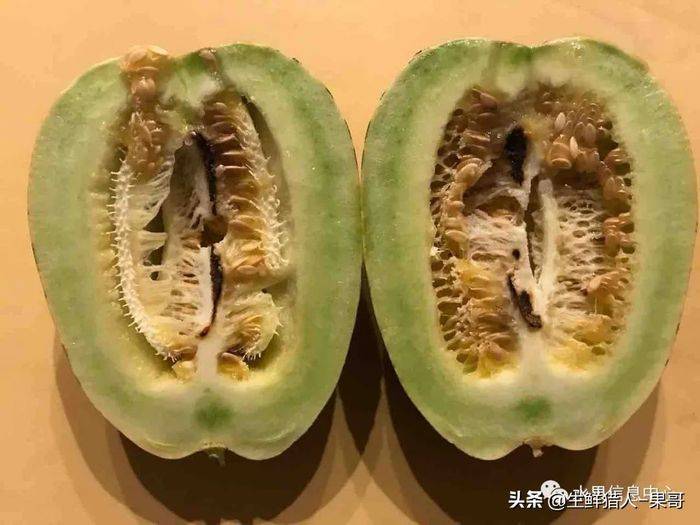 甜瓜种植技术视频