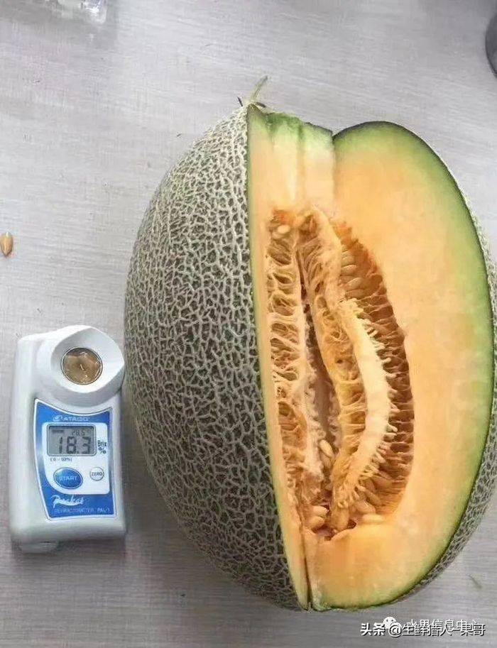 甜瓜种植技术视频