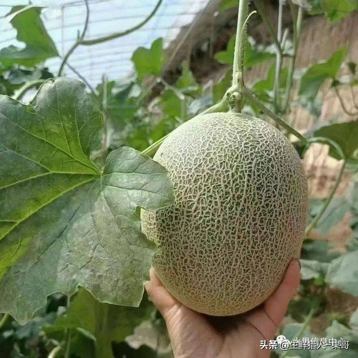 甜瓜种植技术视频