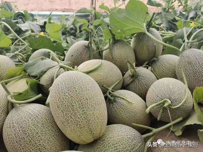 甜瓜种植技术视频