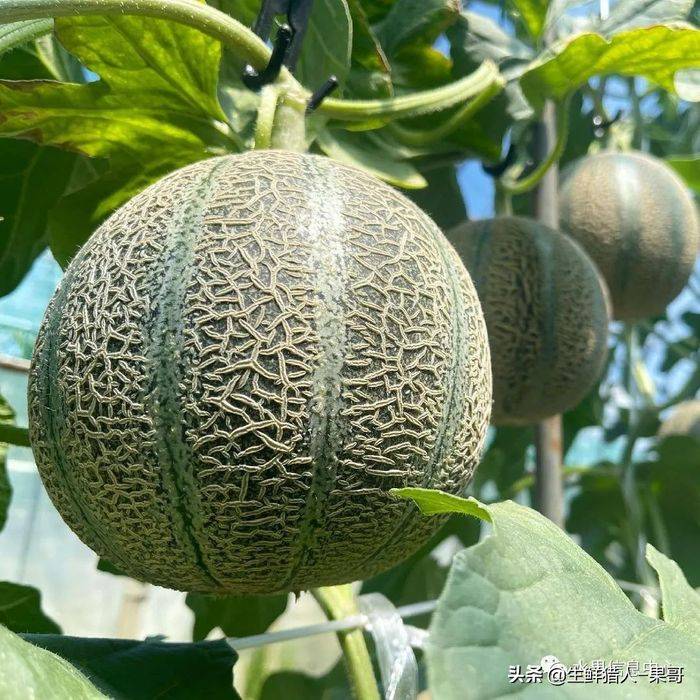 甜瓜种植技术视频