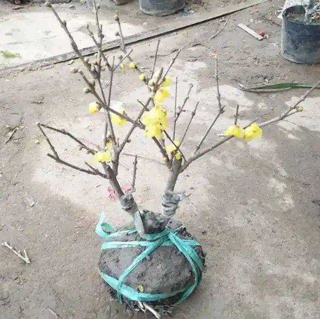 Plantation techniques