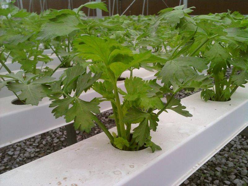 Video show on celery growing technology