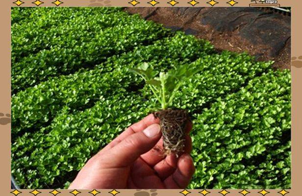 Video show on celery growing technology