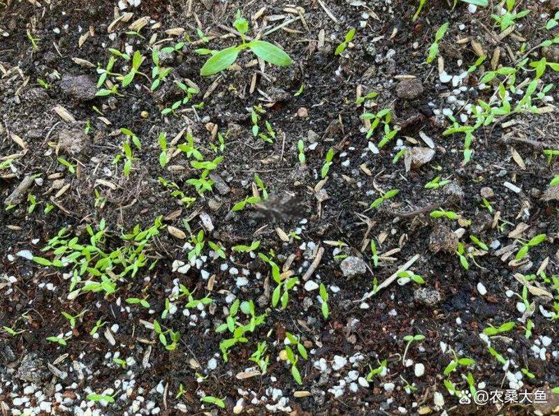 Video show on celery growing technology