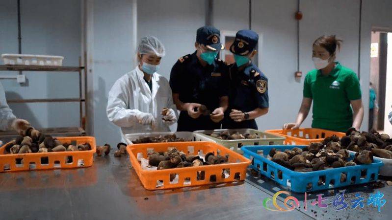 Artificial techniques for the cultivation of oxen hepatitis