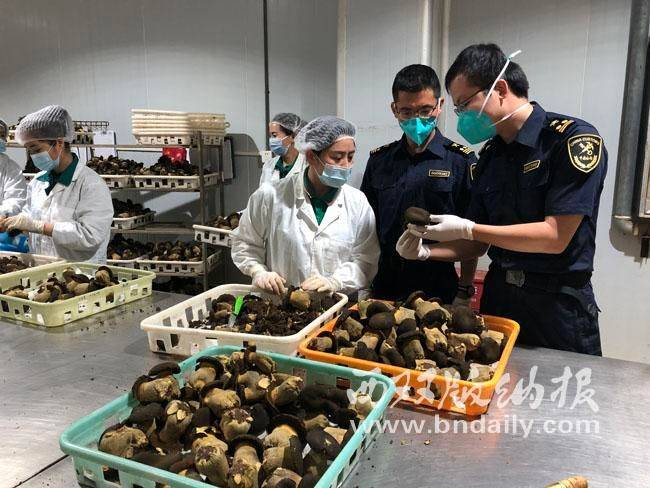 Artificial techniques for the cultivation of oxen hepatitis