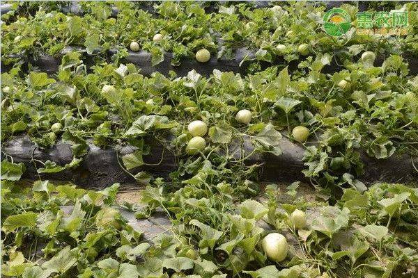 Video of melon planting techniques