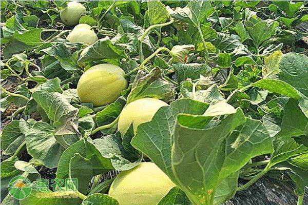 Video of melon planting techniques