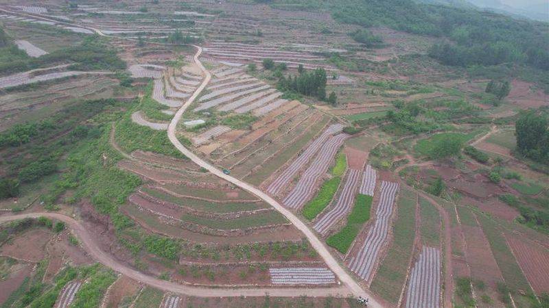Dansing plantation technology
