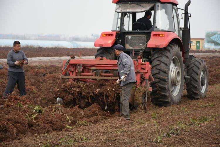 Dansing plantation technology