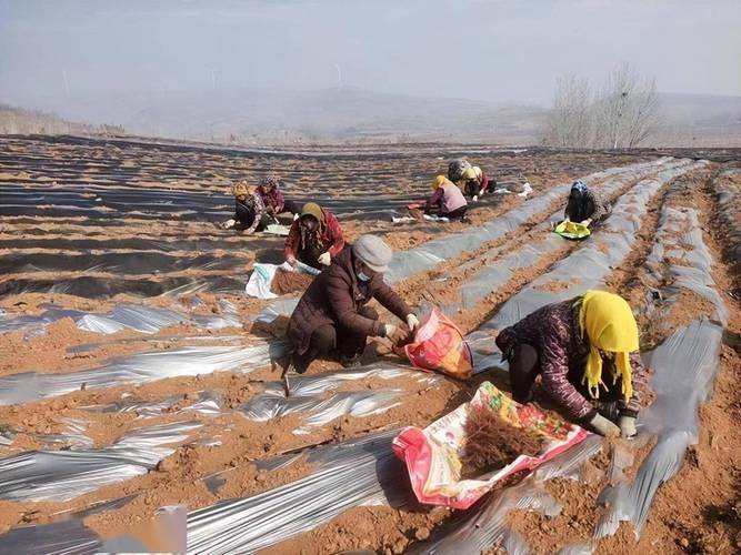 Dansing plantation technology