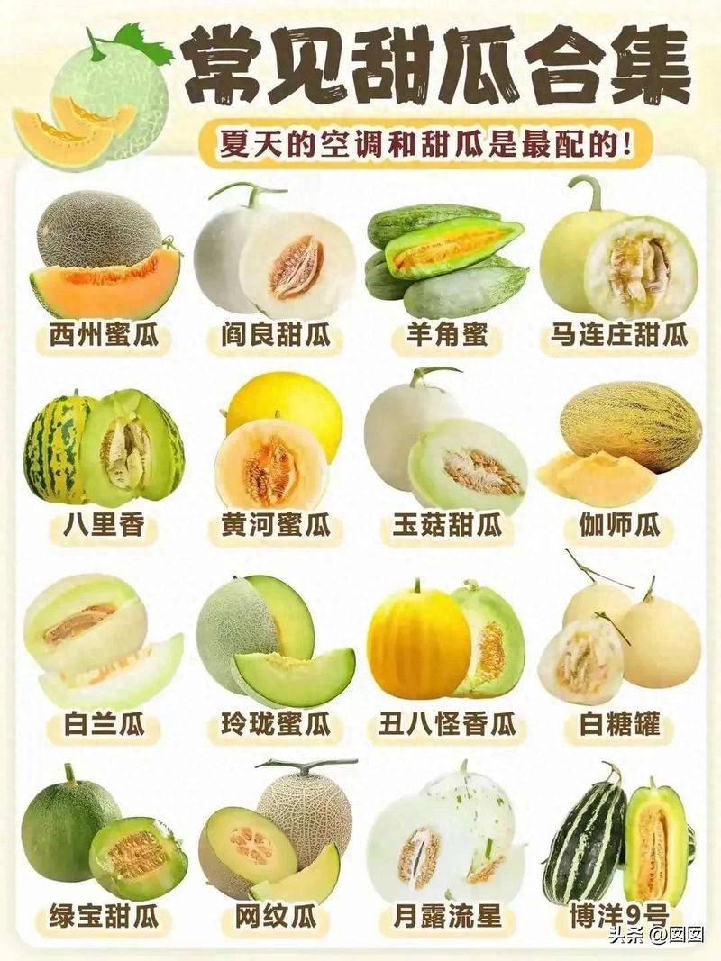 Video of melon planting techniques