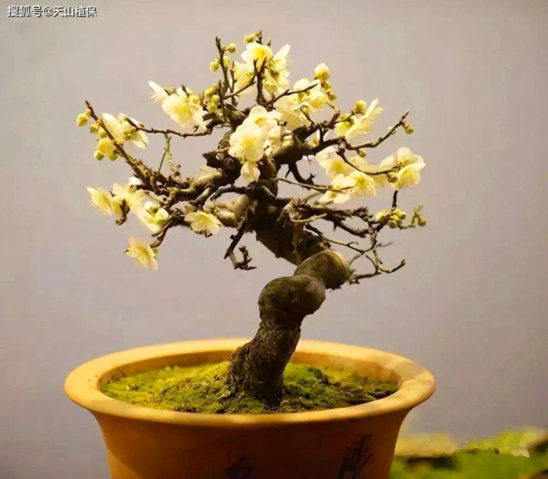 腊梅种植技术