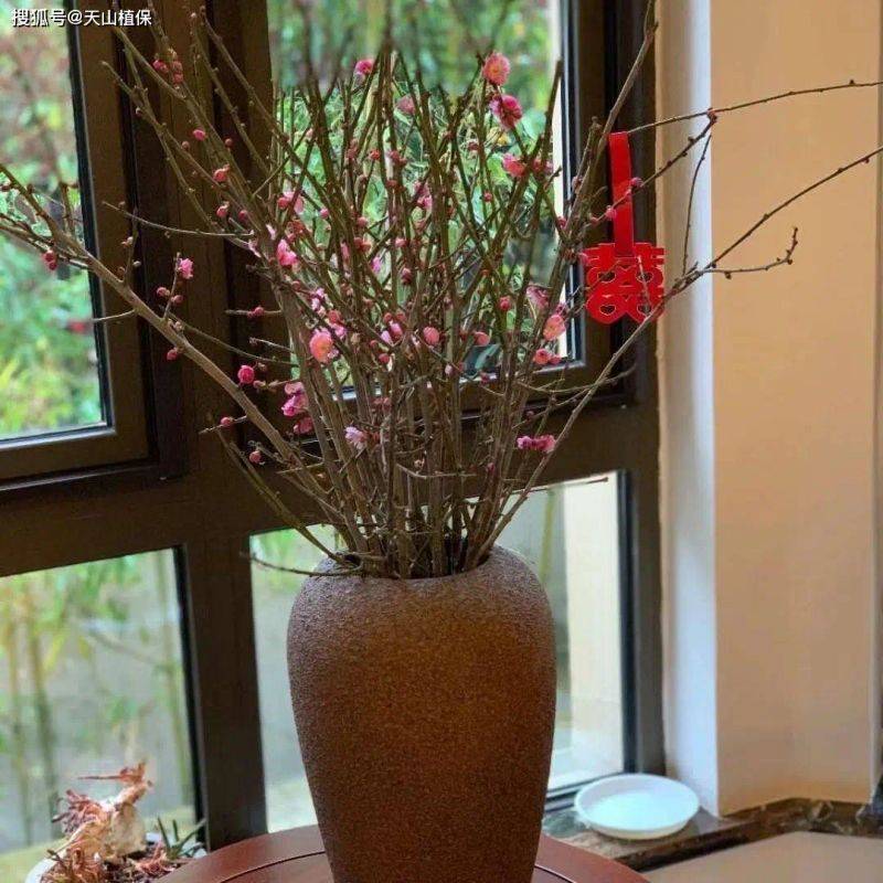 腊梅种植技术