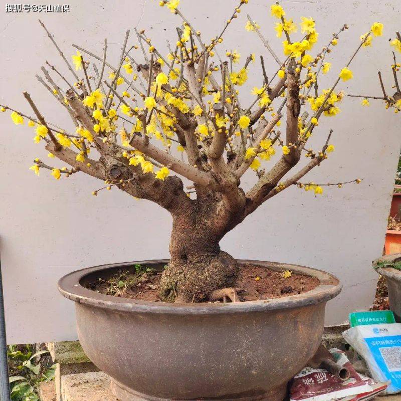 腊梅种植技术