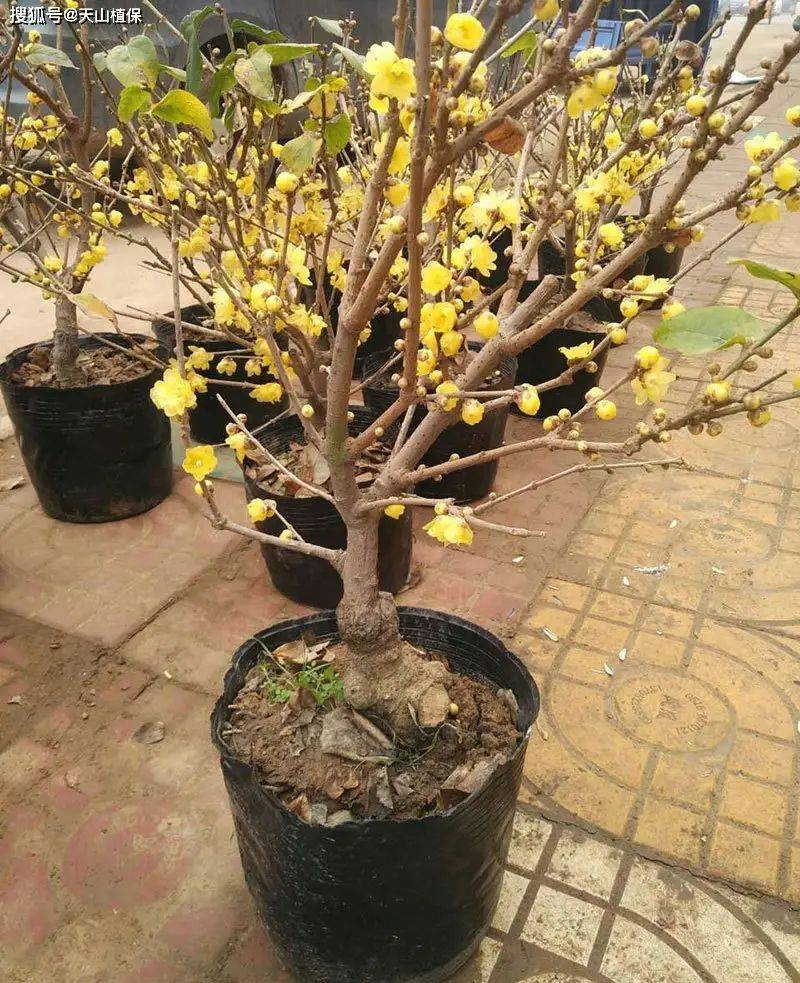 腊梅种植技术