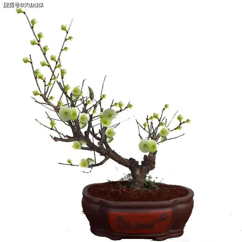 腊梅种植技术