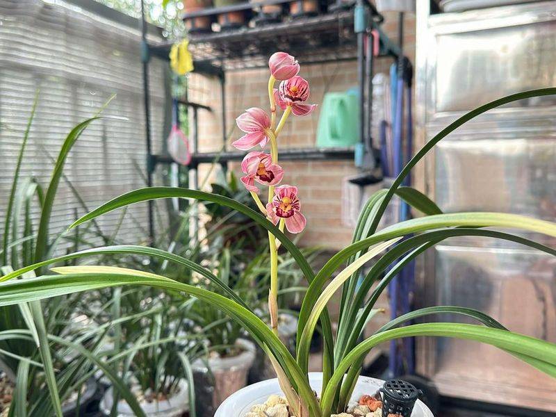 建兰小桃红种植方法