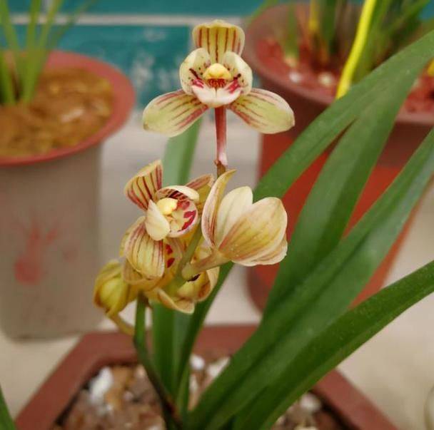 建兰小桃红种植方法