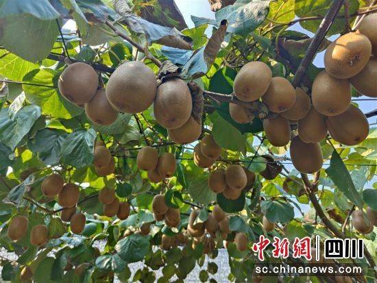 The technology of wild monkey cultivation