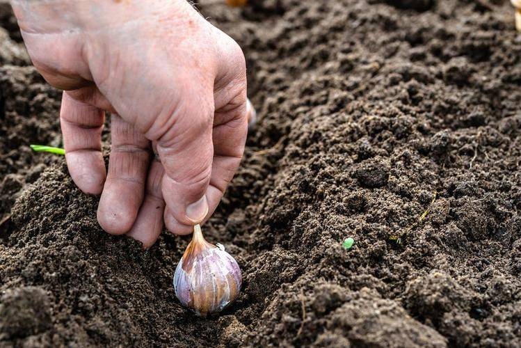 Spring garlic growing technology video