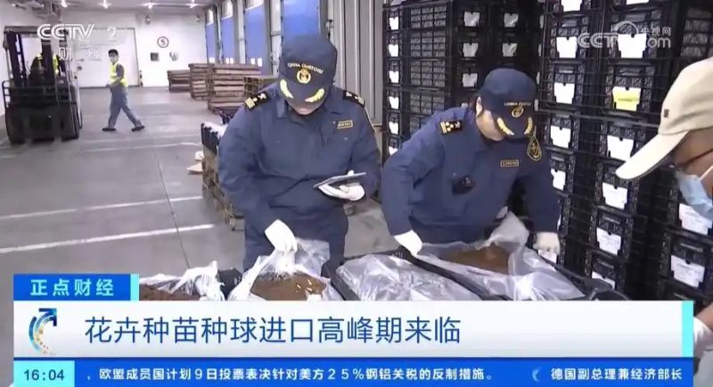 马蹄莲种球种植方法