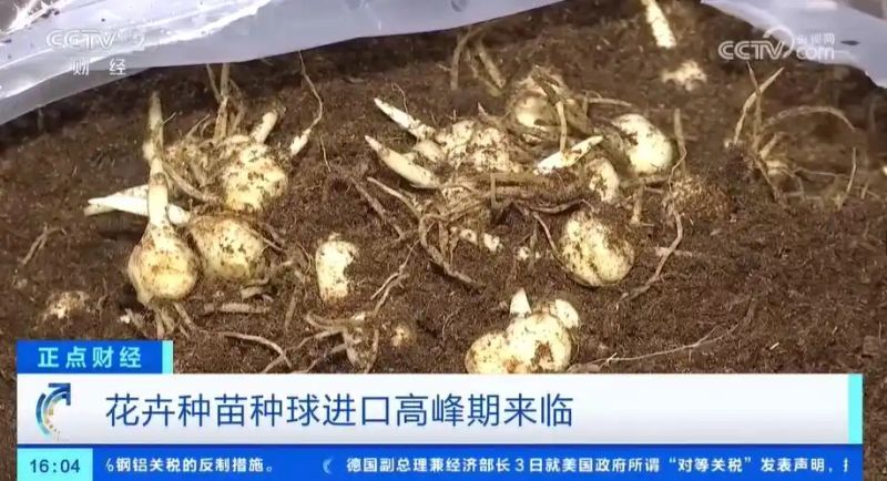 马蹄莲种球种植方法