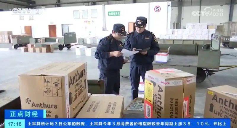 马蹄莲种球种植方法