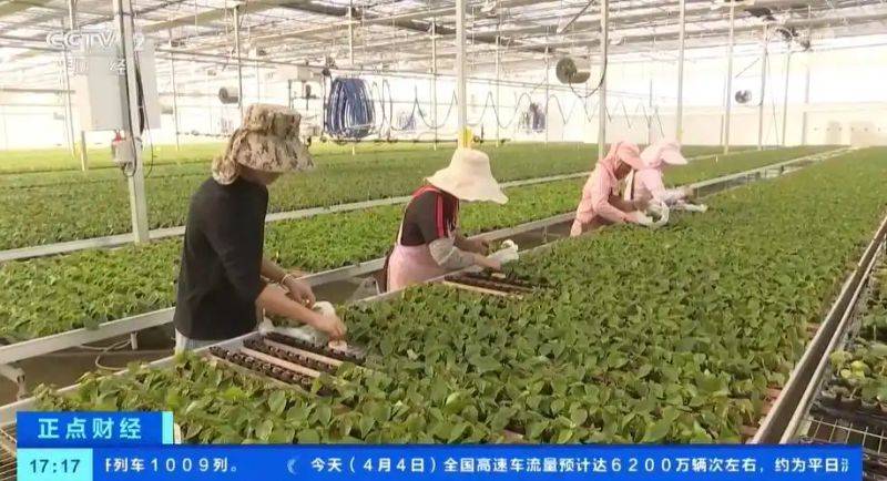马蹄莲种球种植方法
