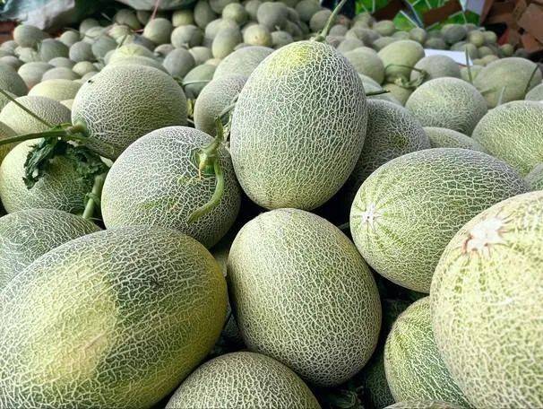 Video of melon planting techniques