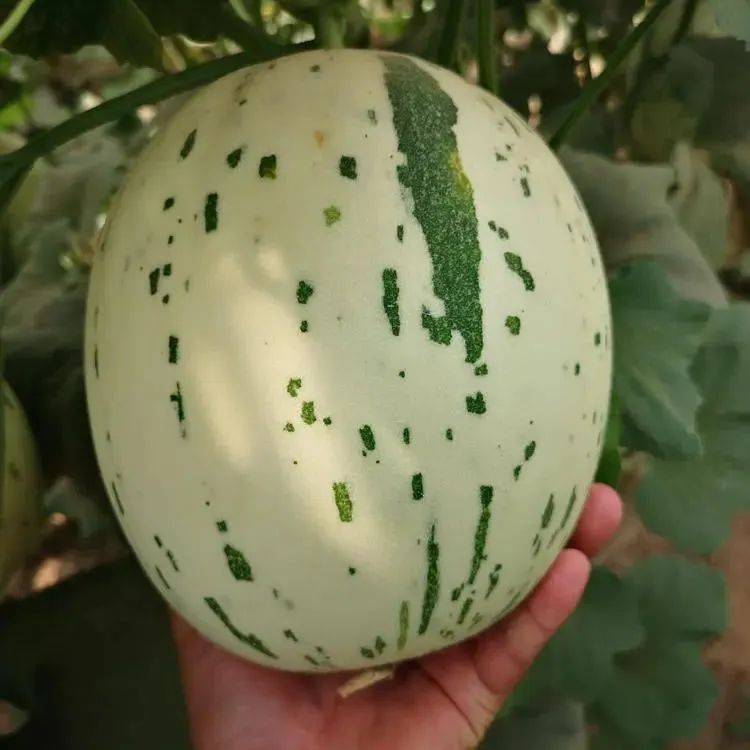 Video of melon planting techniques