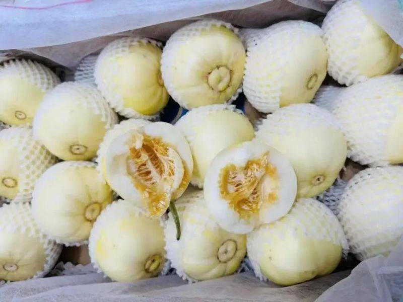 Video of melon planting techniques