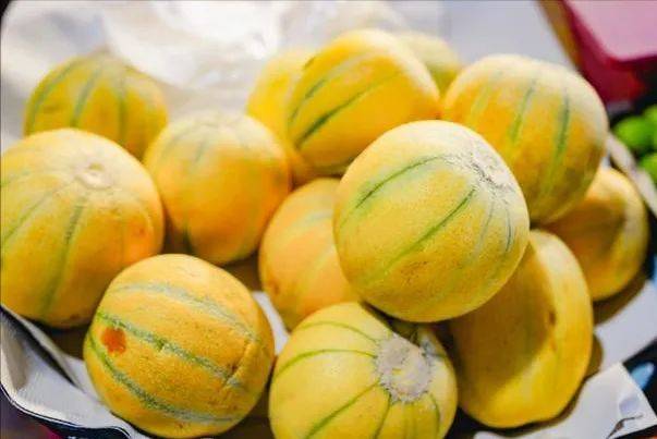 Video of melon planting techniques