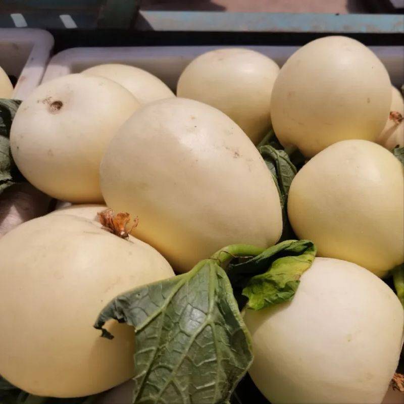 Video of melon planting techniques